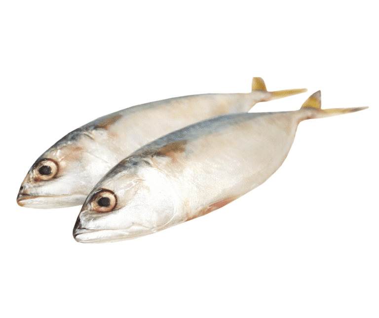 Two fish lying on a white background