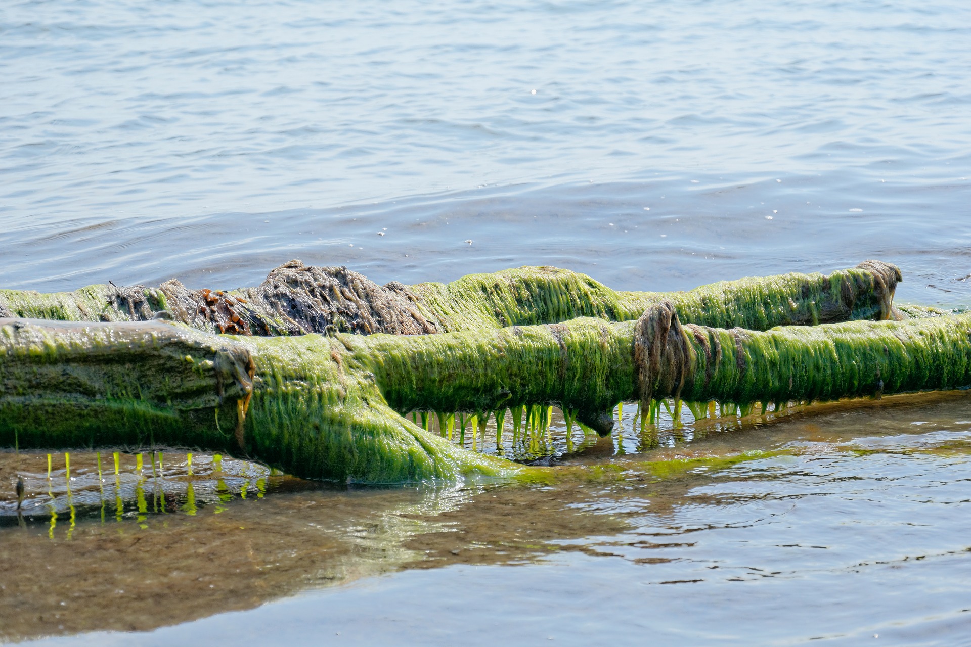seaweed-3834397_1920 Algae growing on a log lying above freshwater