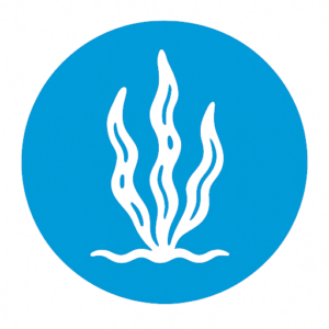 unnamed (17) White icon on blue background of algae that may cause fishy, musty odors in water